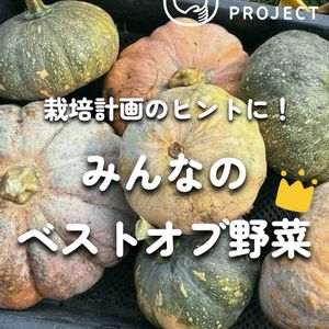 ナス,ピーマン,ズッキーニ,ししとう,かぼちゃの画像