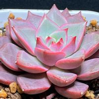 エケベリア,ラファエル,多肉植物,かわいい,多肉植物 エケベリアの画像