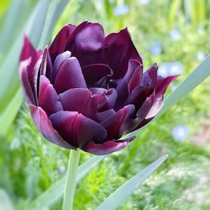 チューリップ,八重咲きチューリップ,チューリップ・ブラックヒーロー,ガーデニング,花のある暮らしの画像