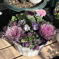 寄せ植え,ガーデニング,花のある暮らし,花が好き,ガーデニング大好きの画像