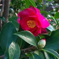 サザンカ,サザンカ,２０２０年５月同期,多様性を愛する会,2026百花魁の画像