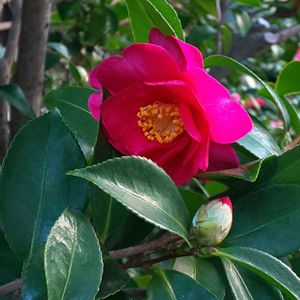 サザンカ,サザンカ,２０２０年５月同期,多様性を愛する会,2026百花魁の画像