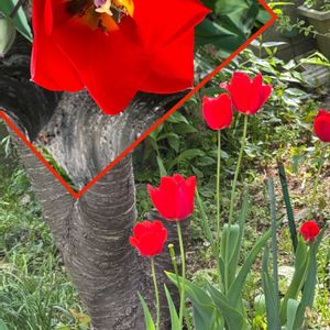 チューリップ,赤い花,我が家の庭,花のある暮らし,今日のお花の画像