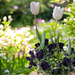 チューリップ,ビオラ ブラックデライト,チューリップの蕾＊,赤い花,白い花の画像