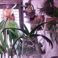 胡蝶蘭,着生植物,植物のある暮らし,植中毒,おうち胡蝶蘭の画像