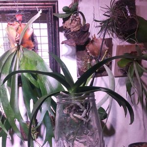 胡蝶蘭,着生植物,植物のある暮らし,植中毒,おうち胡蝶蘭の画像