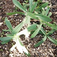 アグロステンマ,庭の画像