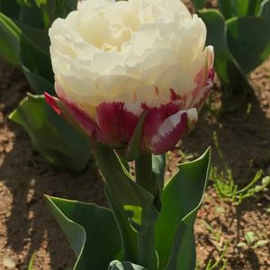 チューリップ,チューリップ,チューリップ アイスクリーム,癒し,花のある暮らしの画像