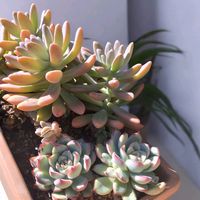 多肉植物の寄植え,パリダム,セダム ミモザ,多肉植物,多肉の寄せ植えの画像