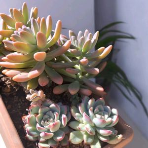 多肉植物の寄植え,パリダム,セダム ミモザ,多肉植物,多肉の寄せ植えの画像