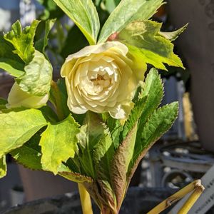 クリスマスローズ,寄せ植え,ガーデニング,加藤農園,庭の画像