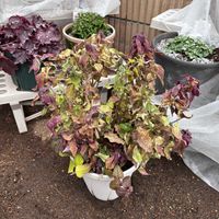 宿根草,モナルダ,冬越し,PW,PWアンバサダーの画像