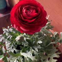 ラナンキュラスの画像