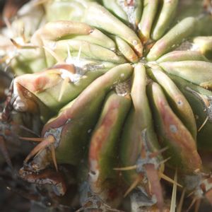 ハオルチア,多肉植物,観葉植物,塊根植物,サボテン科の画像