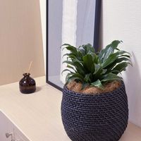 ドラセナ コンパクタ,鉢植え,鉢カバー,ココヤシファイバー,玄関内側の画像