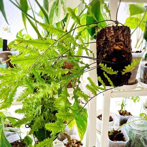 ハオルチア,観葉植物,開花,エンジョイボタニカルライフ,グリーン！グリーン！グリーン！の画像