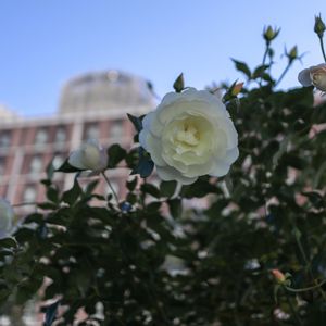 散歩,庭園,花いろいろ,ばら バラ 薔薇,お出かけ先の画像
