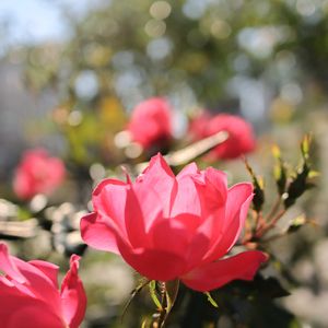 散歩,庭園,花いろいろ,ばら バラ 薔薇,お出かけ先の画像