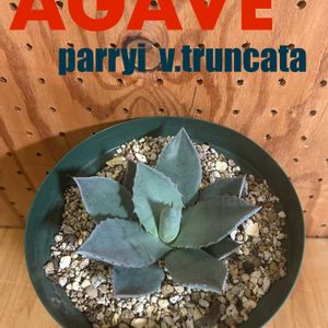 パリートランカータ,実生の画像