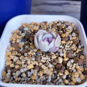 ストロベリーミルククラウン,多肉植物,エケベリア属,植物のある暮らし,多肉女子の画像