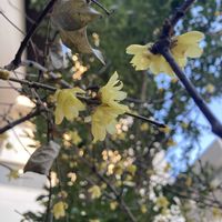 ロウバイの画像