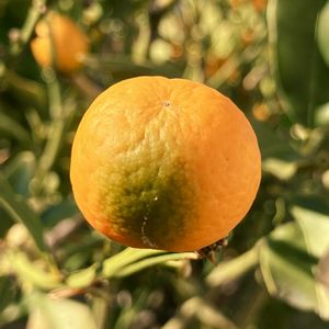 可愛い実,お出かけ先の画像