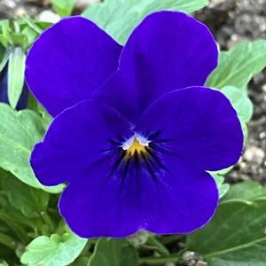 ビオラ・パンジー,青い花マニア,お出かけ先の画像