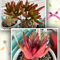 ゴーラム,イエロードラゴン,アズキのゴーラム,アズキのイエロードラゴンの画像