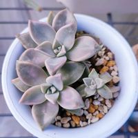 多肉,朧月,ベランダ多肉,多肉女子,多肉好きの画像