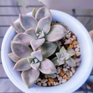 多肉,朧月,ベランダ多肉,多肉女子,多肉好きの画像