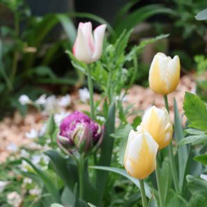 チューリップ,今日のお花,HTC,信楽狸倶楽部,GSミニモニ。の画像