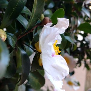 鉢植え,ガーデニング,散策,植え込み,山茶花　椿の画像