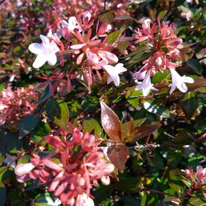 アベリア,アベリア,アベリア,いつもの散歩道,お出かけ先の画像