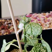 ヒポエステス,観葉植物,開花,初心者,ホワイトの画像