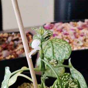 ヒポエステス,観葉植物,開花,初心者,ホワイトの画像