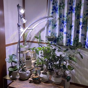 多肉植物,植物のある暮らし,多肉植物初心者,多肉女子,植欲旺盛の画像
