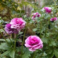 ラナンキュラス,ラナンキュラス　ラックス,ラナンキュラスラックス　ディーバ,球根植物の画像