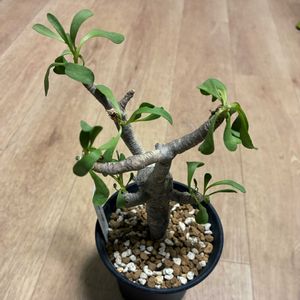 オトンナ フルカタ,オトンナ フルカタ,塊根植物,オトンナ属,コーデックスの画像