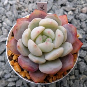 ラウリンゼ,みどり牡丹,アイリッシュミント,アフィニス,大和の薔薇の画像