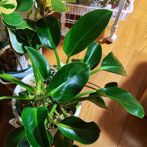 フィロデンドロン,フィロデンドロン,クルシア,クルシア ゴールドラッシュ,観葉植物の画像