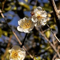 ウメ,カランコエの画像