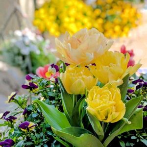 八重咲きチューリップ,八重咲きチューリップ,花のある暮らし,HTC,WEEKEND FLOWERの画像