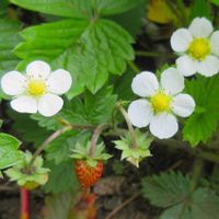 イチゴ,プランター栽培,過去のpicから,花と緑に癒されるの画像