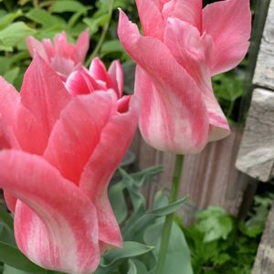 チューリップ,チューリップ,鉢植え,水耕栽培,花のある暮らしの画像