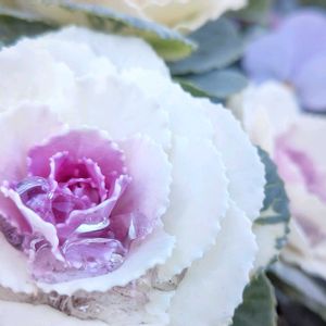 ハボタン,葉牡丹,寄せ植え,水滴,お出かけ先の画像