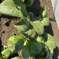 ロウバイ,高菜,漬物大根,iPhone撮影,植物大好きの画像