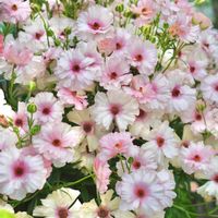 ラナンキュラス,ラナンキュラス・ラックス アリアドネ,ラナンキュラスラックスの画像