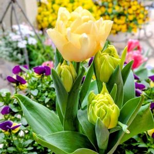 八重咲きチューリップ,八重咲きチューリップ,花のある暮らし,HTC,WEEKEND FLOWERの画像