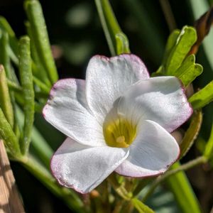 鉢植え,小さな庭の画像