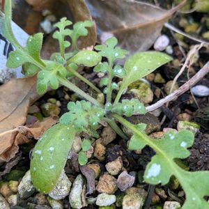 鉢植え,小さな庭の画像